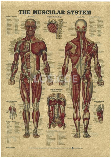 Vintage Médecine Humain Anatomie Affiches Kraft Papier Peinture Mur