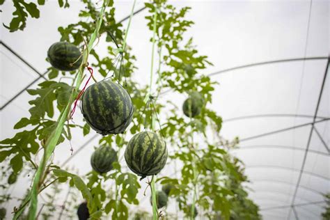 12 Diy Watermelon Trellis Ideas Grow Watermelons Vertically