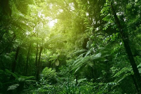 Gambar Lapisan Hutan Hujan Tropika Struktur Hutan Hujan Tropis