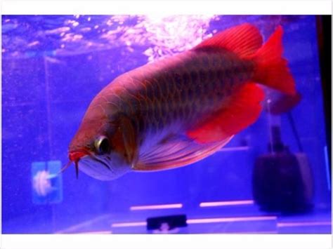 Your the best website here. Red Arowana Fish For Sale - Animals - Anderson - Indiana ...