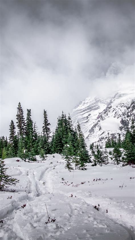 Green Fir Trees And Snow Mountain On Winter Season 4k Hd Nature