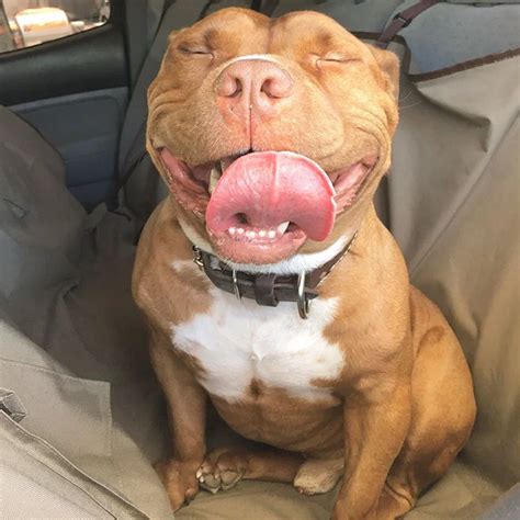 Meet Meaty The Dog That Can Not Stop Smiling After Being Rescued From