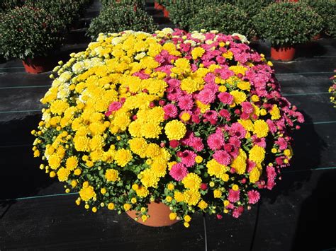 Fall Mums And Asters Chateau Farms