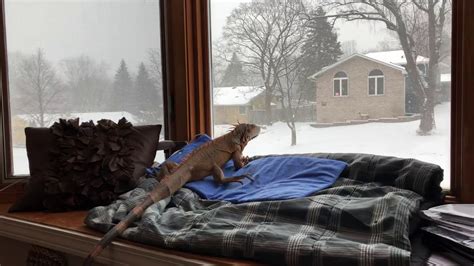 Iguana Snow Watching Youtube