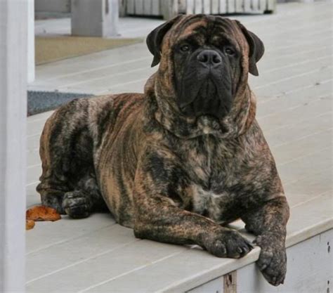 Brindle Bullmastiff Dog Breed Facts And Selection Dog Dwell