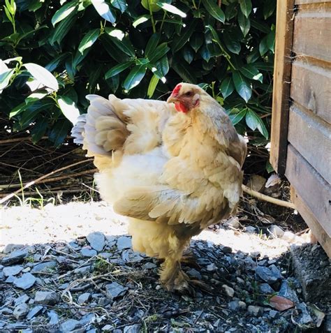 Blue Buff Columbian Brahma Hen Backyard Chickens Learn How To Raise