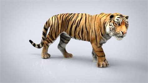 3d Animals Meet Life Size Tiger Up Close Rizop