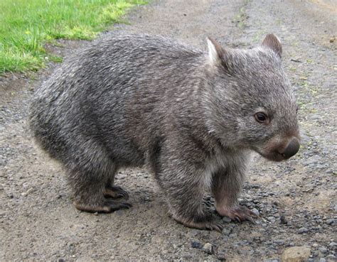 Wombat Cute Wombat Wombat Images Australia Animals
