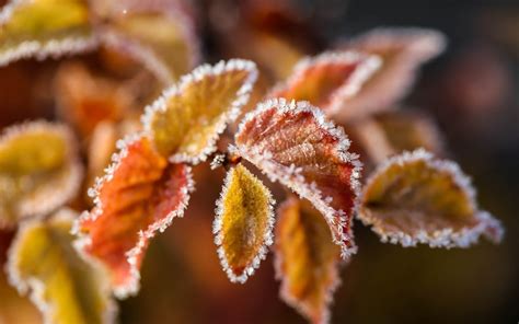 Winter Leaves Snow Ice Frost Bokeh Wallpaper Nature And