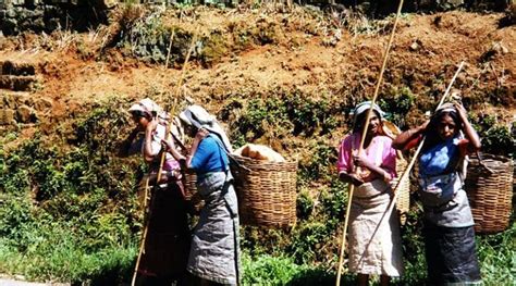 Sri Lanka Plantation Workers Get Wage Hike Eurasia Review