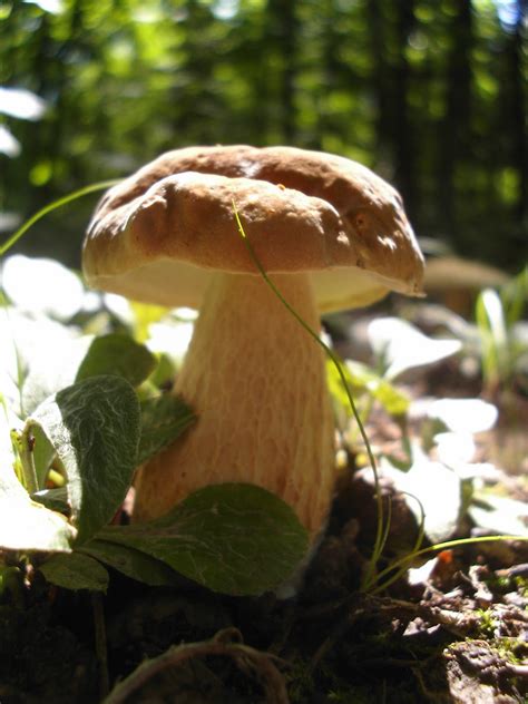 Mid Missouri Morels And Mushrooms Summer Mushrooms