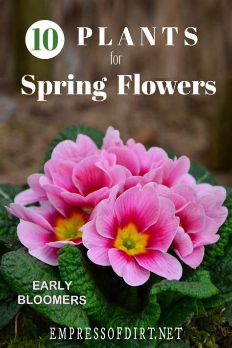 These are our favorite perennial flowers to plant in fall (or early spring) for blooms year after year. 10 Plants for Delightful Early Spring Flowers | Empress of ...