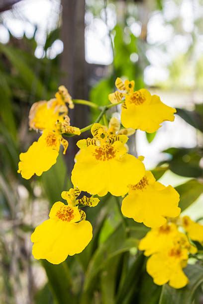 Oncidium Photos Stock Photos Pictures And Royalty Free Images Istock