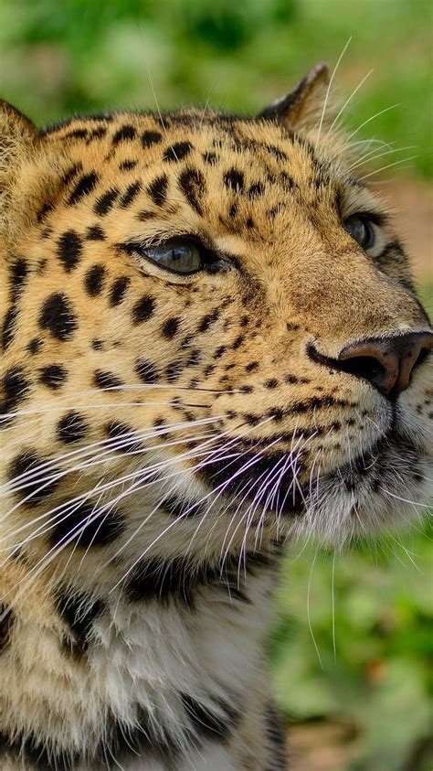 Amur Leopard Wild Cat Muzzle Predator Iphone 8 7 6s 6 For Parallax