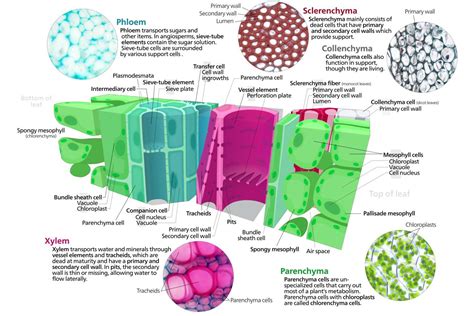 Plant Tissue Systems