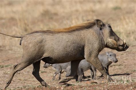 Warthog Running With Young Photograph By Gregory G Dimijian Md Pixels