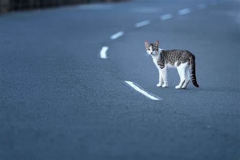 Drivers Who Hit Cats Will Have To Report It To Police Under New Law New