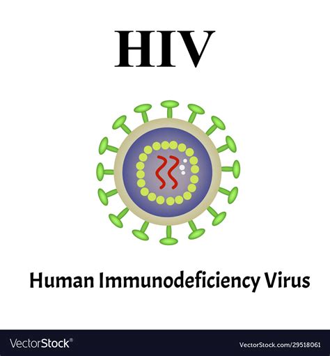 Hiv Virus Structure Viral Infection Aids Vector Image