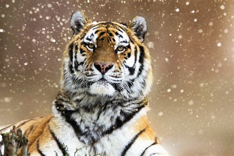 Download Siberian Tiger Snowfall Winter Animal Tiger Hd Wallpaper