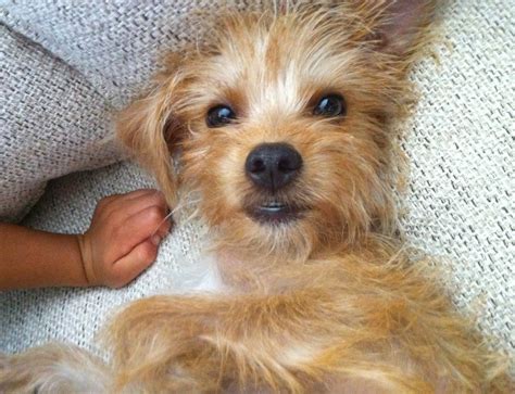 Find golden retriever puppies and breeders in your area and helpful golden retriever information. Buster - Adorable Yorkie Mix To Adopt in San Antonio Texas ...