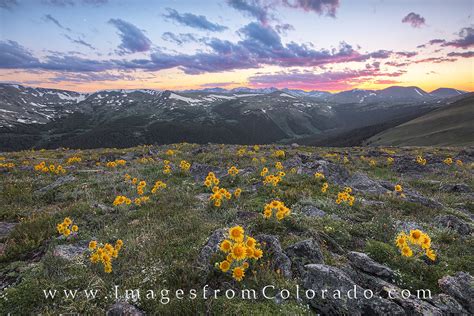 Sunflower Sunset In Rocky Mountain National Park 2 Rocky