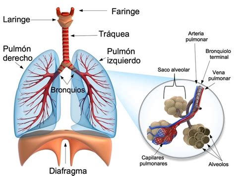 Sistema Respiratorio Toda Materia