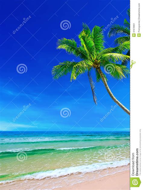 Tropical White Sand With Palm Trees Stock Image Image Of Green Leaf