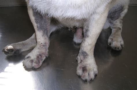 Hyperpigmented Inflammatory Lesions In A Dog With Malassezia Dermatitis