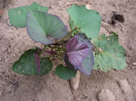 Plantfiles Pictures Sweet Potato Evangeline Ipomoea Batatas By