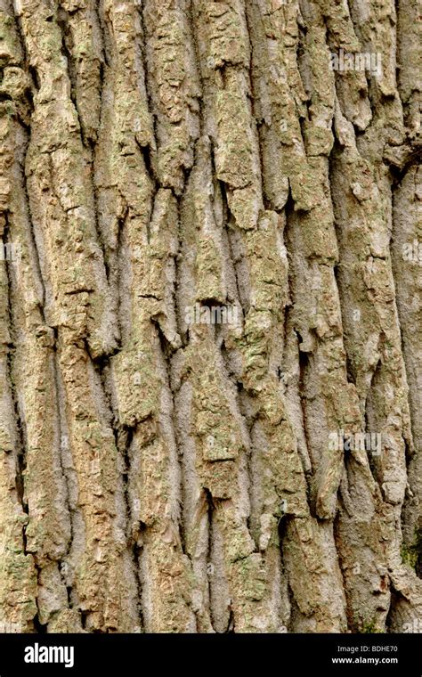 English Oak Tree Bark Quercus Robur Close Up England Uk Stock Photo