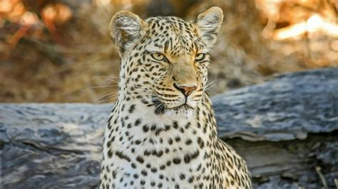 Leoparden Bilder Kostenlos