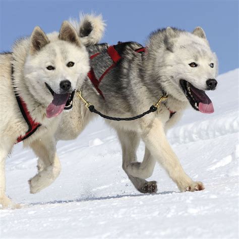 Sled Dog Breeds The Smart Dog Guide