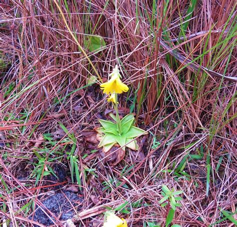 Early Signs Of Spring In Sw Florida Lemon Bay Conservancy