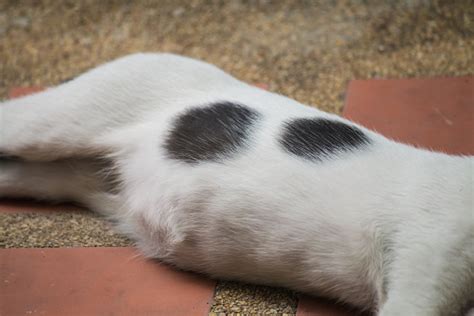 Cat Stomach Stock Photo Download Image Now 2015 Abdomen Animal