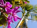 Free Images : orchids, wild orchid, flower, purple, blossom, bloom ...