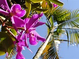 Fotos gratis : Orquídeas, orquídea, Orquidea Salvaje, flor, púrpura ...