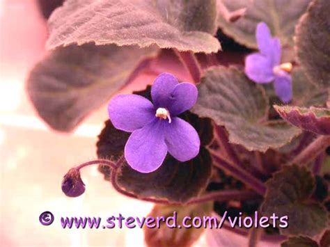 African Violet Leaves For Tradesale