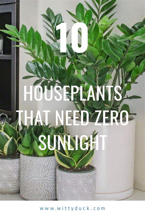 Top 10 Houseplants That Need Almost Zero Sunlight Low Light Plants