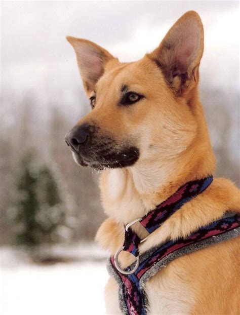Beautiful And Dignified Chinook Rare Dogs Chinook Dog Dog Breeds