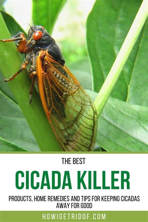Best Cicada Killer Products Home Remedies And Tips For Keeping