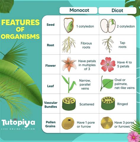 Features Of Organisms Groups Within The Plant Kingdom Cambridge