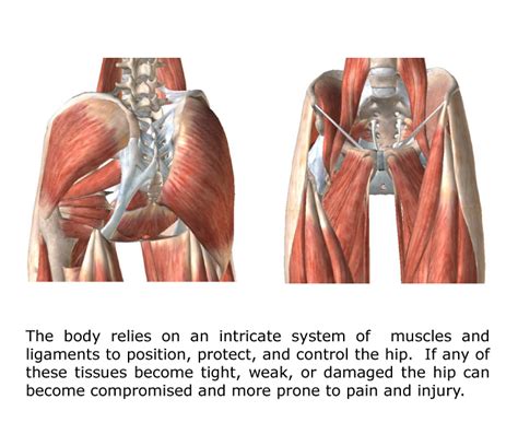 Hip Pain Anatomy