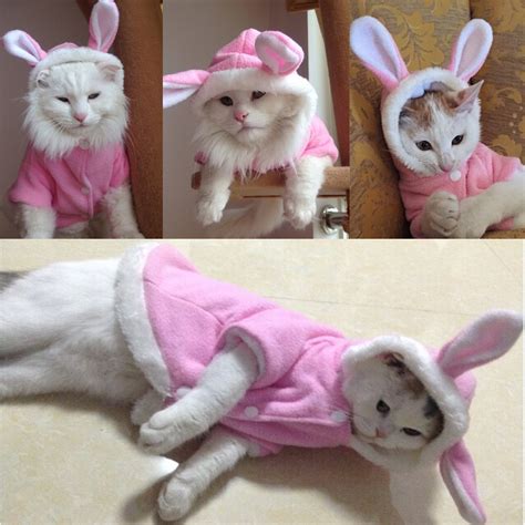 Can't get enough cat memes? Cat Clothes: Bunny Costume - Accessories & Products for Cats