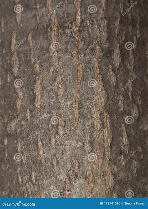 Tilia Cordata Bark Close Up Stock Photo Image Of Brown Season 173141020