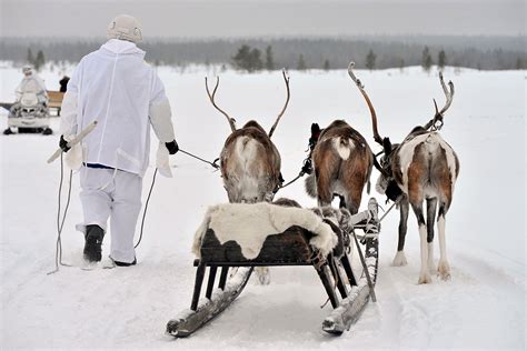 Arctic Animals Help Keep Russian Troops Moving In Icy Wastes Russia