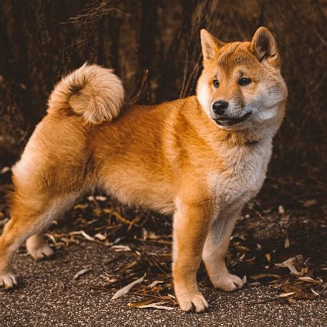 Perro Shiba Inu Gu A Completa Cuidados Car Cter