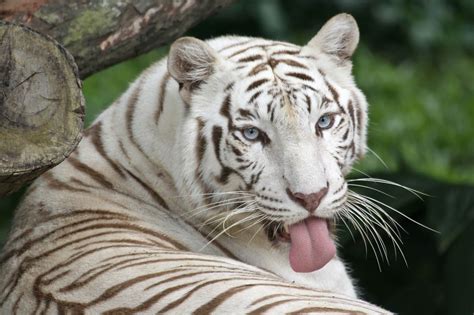 Facts About White Tigers That Will Take Your Breath Away