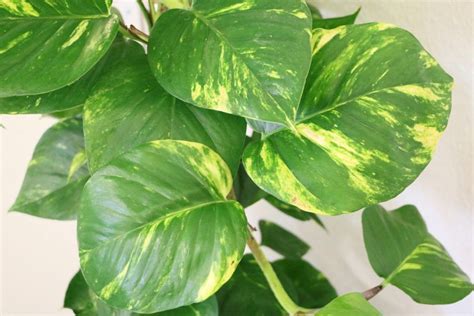 Philodendron With Dark Green And Large Leaves Plant Care Houseplant