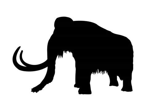 Woolly Mammoth Stock Photos Pictures And Royalty Free Images Istock