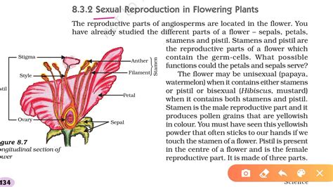 Sexual Reproduction In Flowering Plants Class 10 Science Youtube